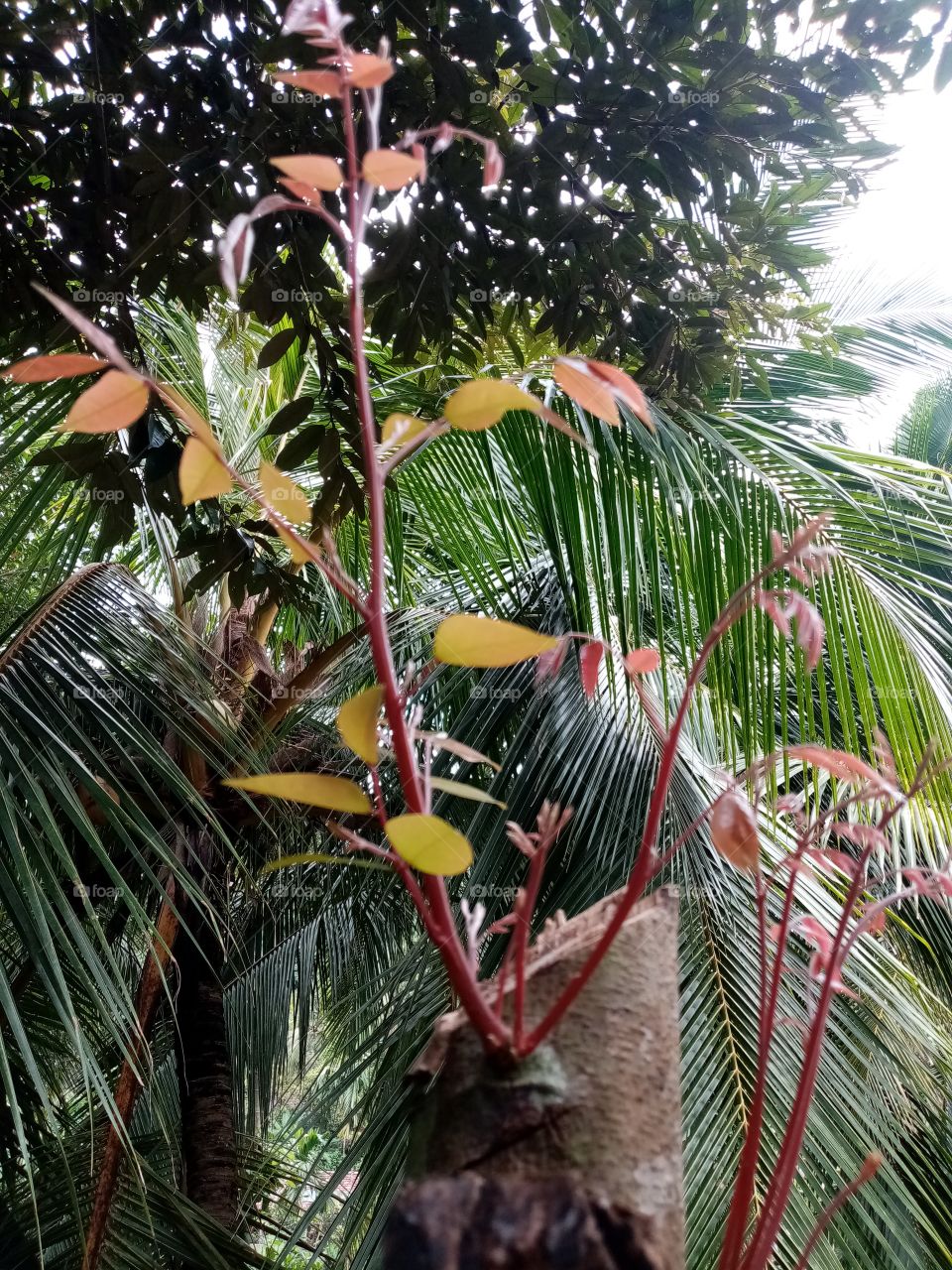 Have to begin life again. Don't cut me again.