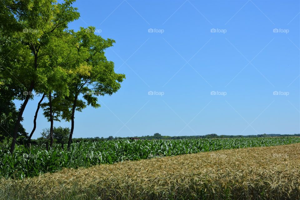 Wheat and Corn Field