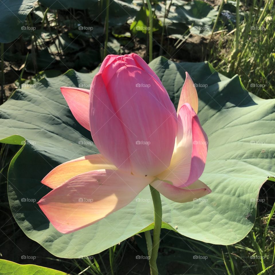 Flower of lotus