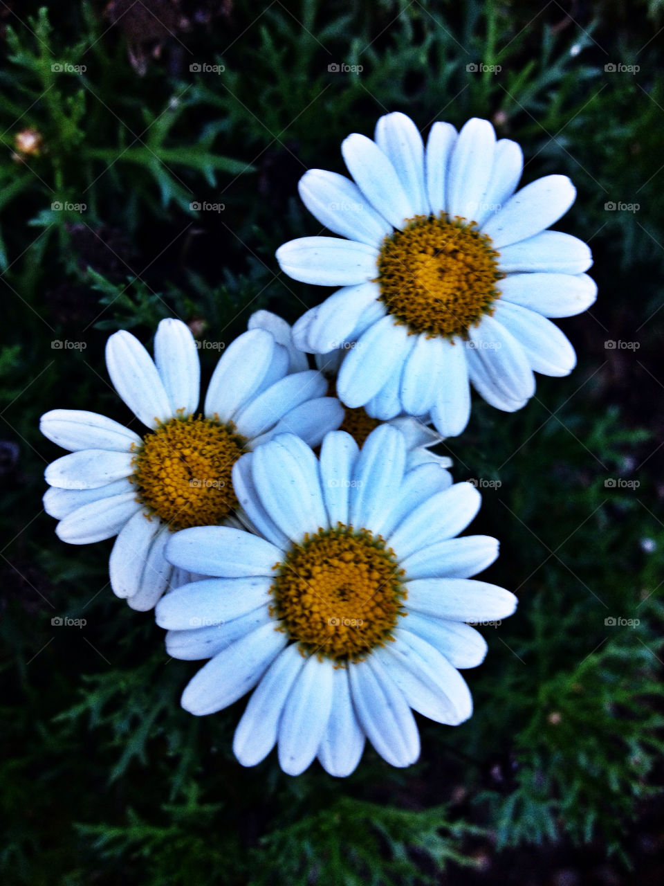 green flowers nature flower by analia