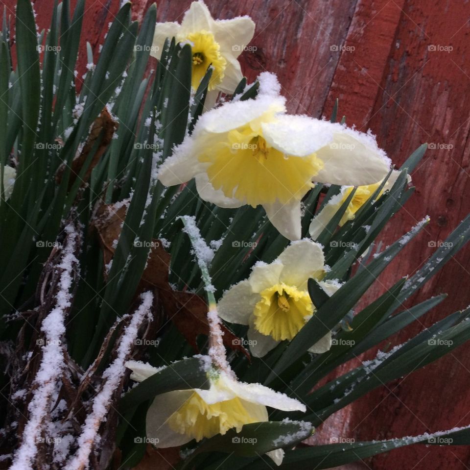 Frosted Daffodils 