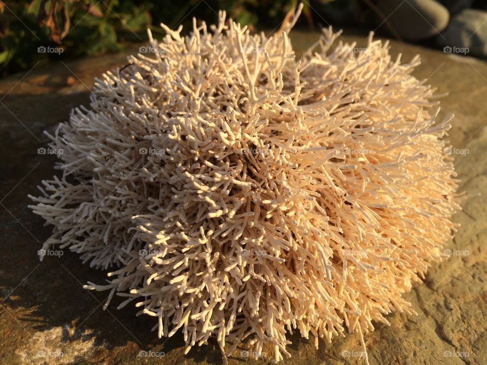 Dry coral in the evening light