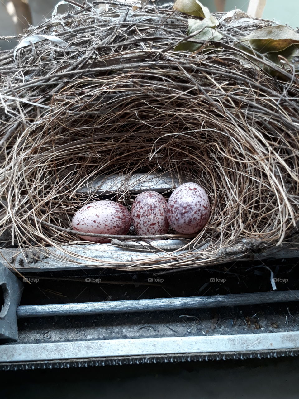 Bird's nest in our house