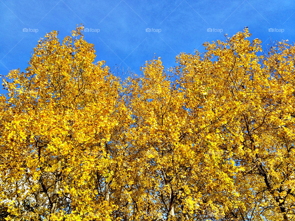 sky yellow blue tree by johanlundahl