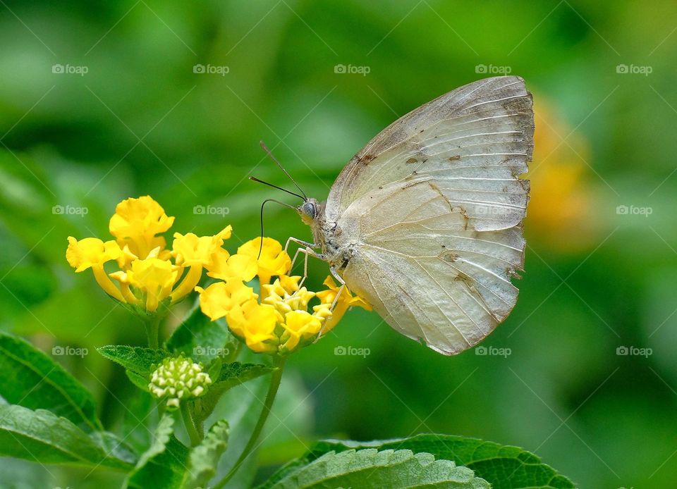 white butterfly