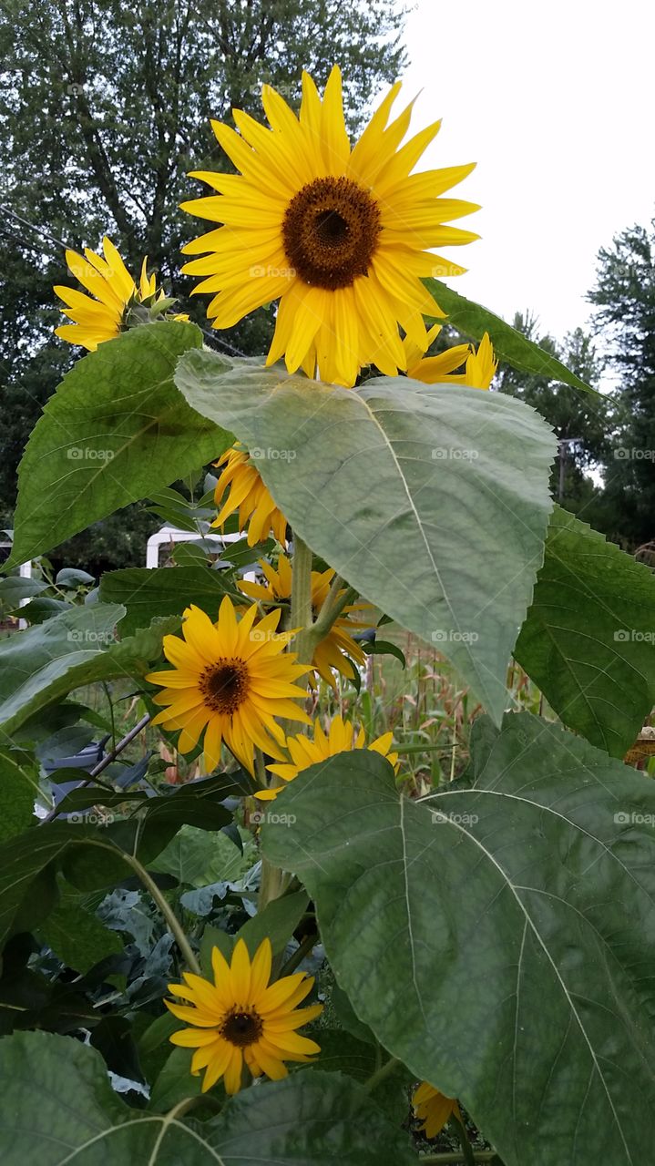 sunflowers. Garden sunflowers in September
