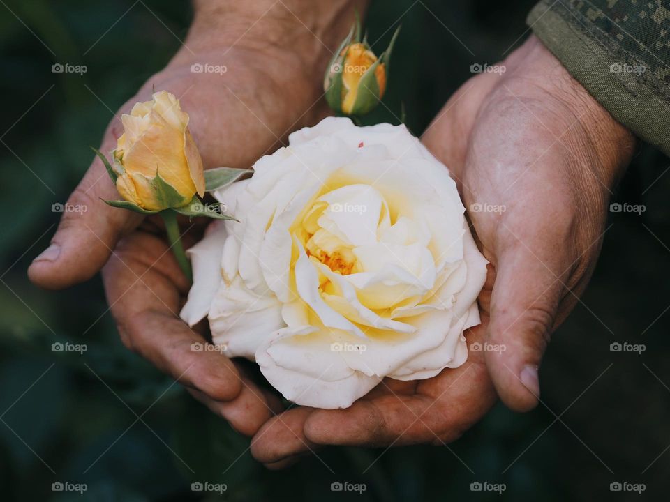 Close-up of the hands of a unrecognisable adult male holding a blooming yellow rose, top view.