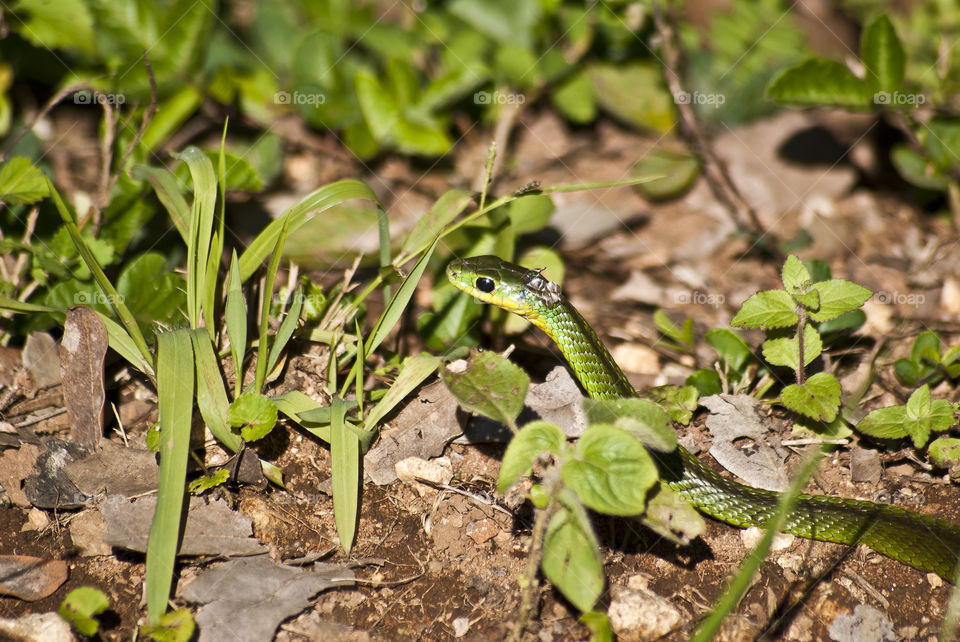 green boomslang snake on the ground shedding skin