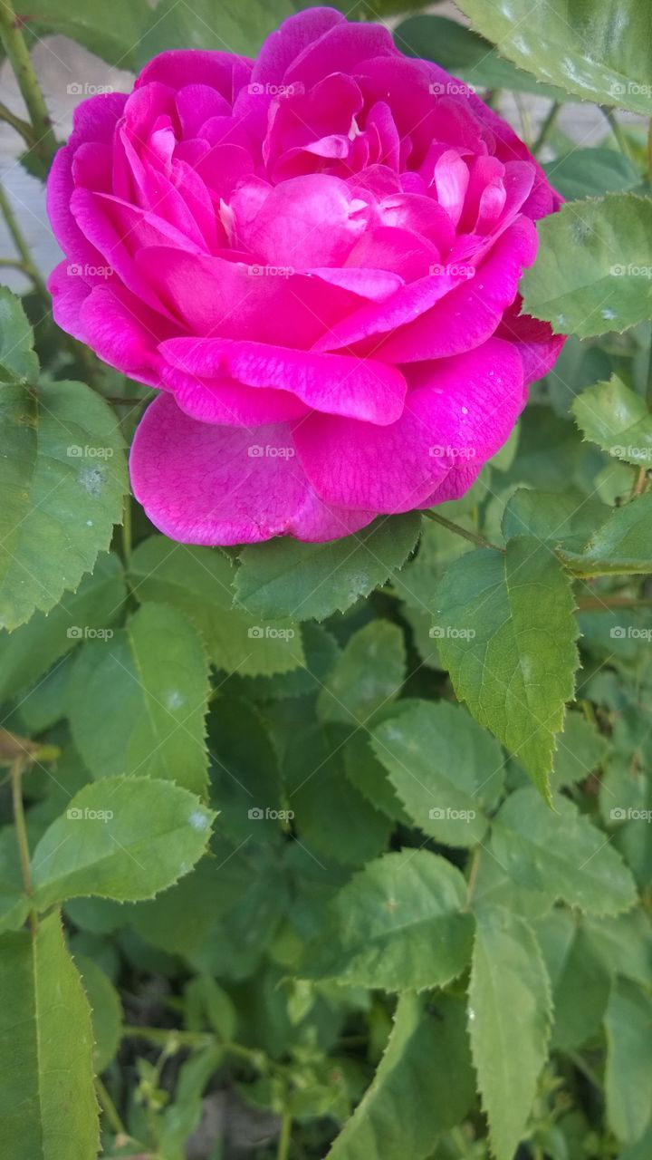 pink roses, a declaration of nature's beauty.