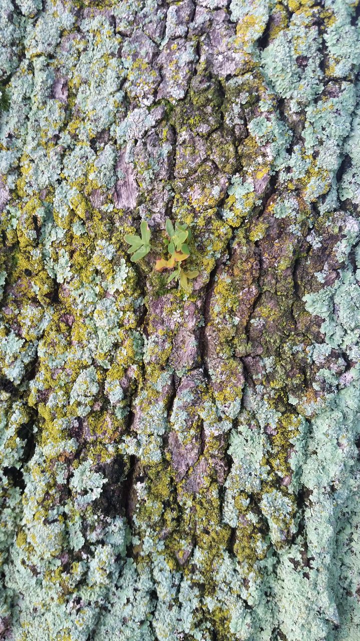 tree trunk, bark, fungus