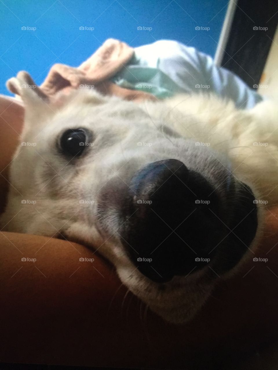 Rocket, a German Shepherd, happily drooling on his dad's arm