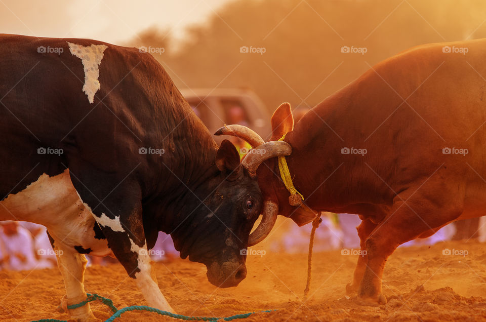 Two bulls engaged in a bullfighting event in Fujairah, UAE.