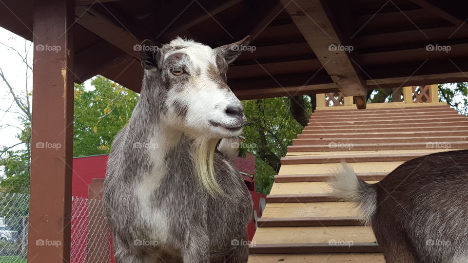 hello goat