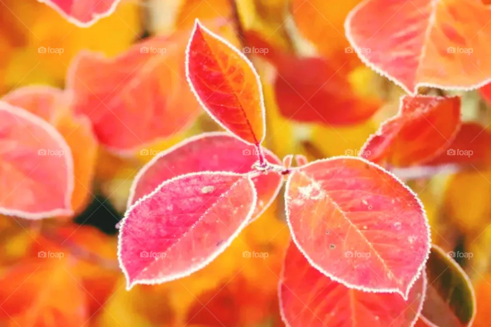orange flowers