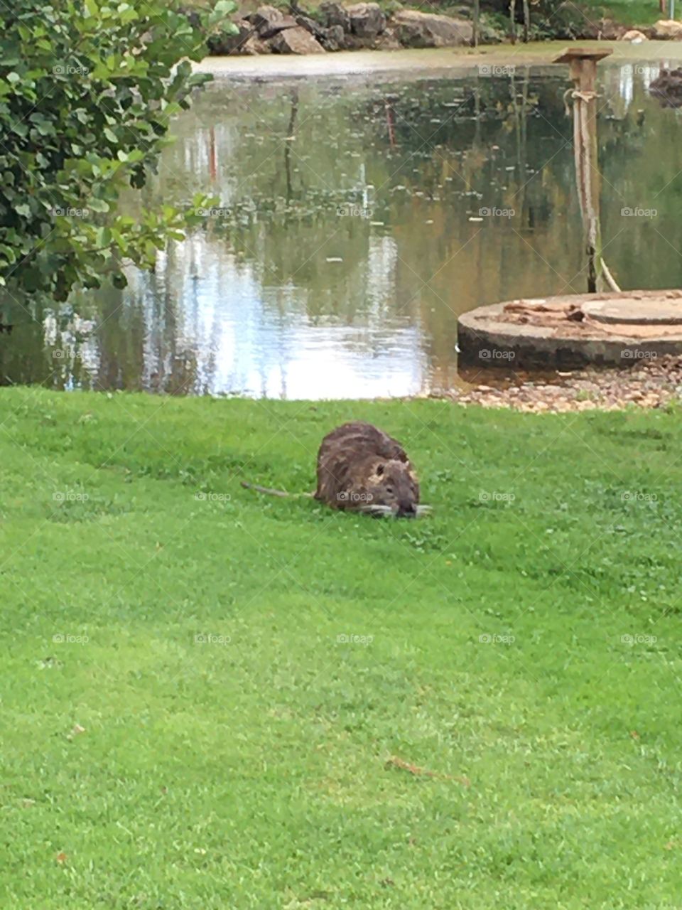 Coon between water and grass