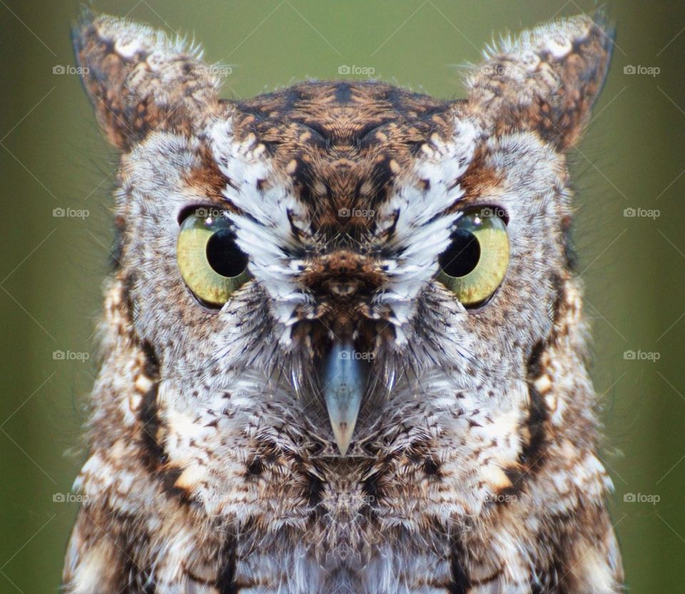 Screech Owl