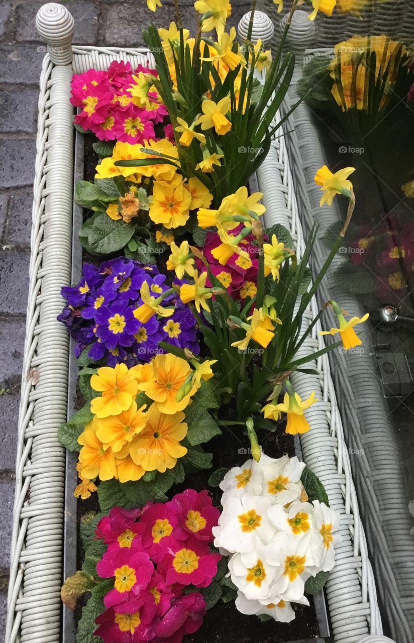 Colorful Petunias in a flower box