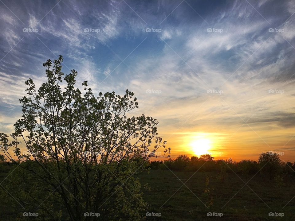 Sunset, Dawn, Tree, Sun, No Person