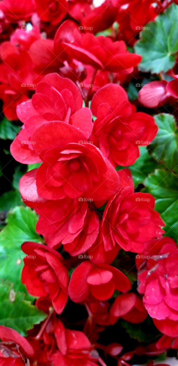 Bright Red Flowers