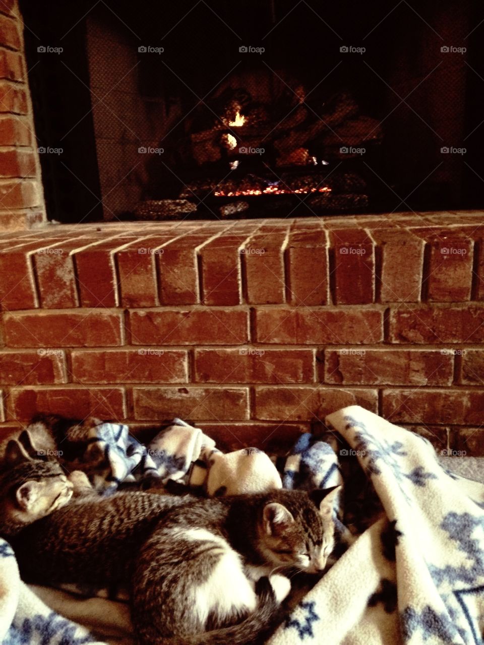 Fireplace Kittens. Kittens asleep by the fireplace. 
