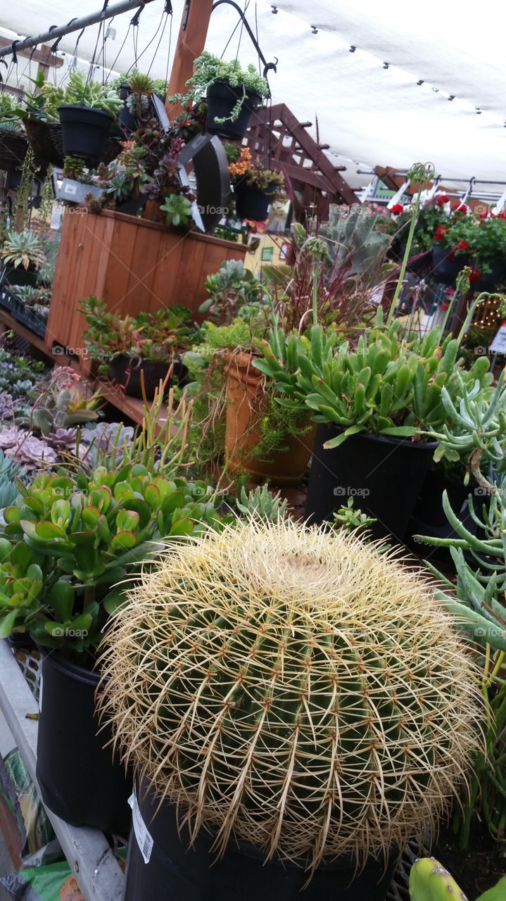 Garden, Flower, Cactus, Greenhouse, Flora