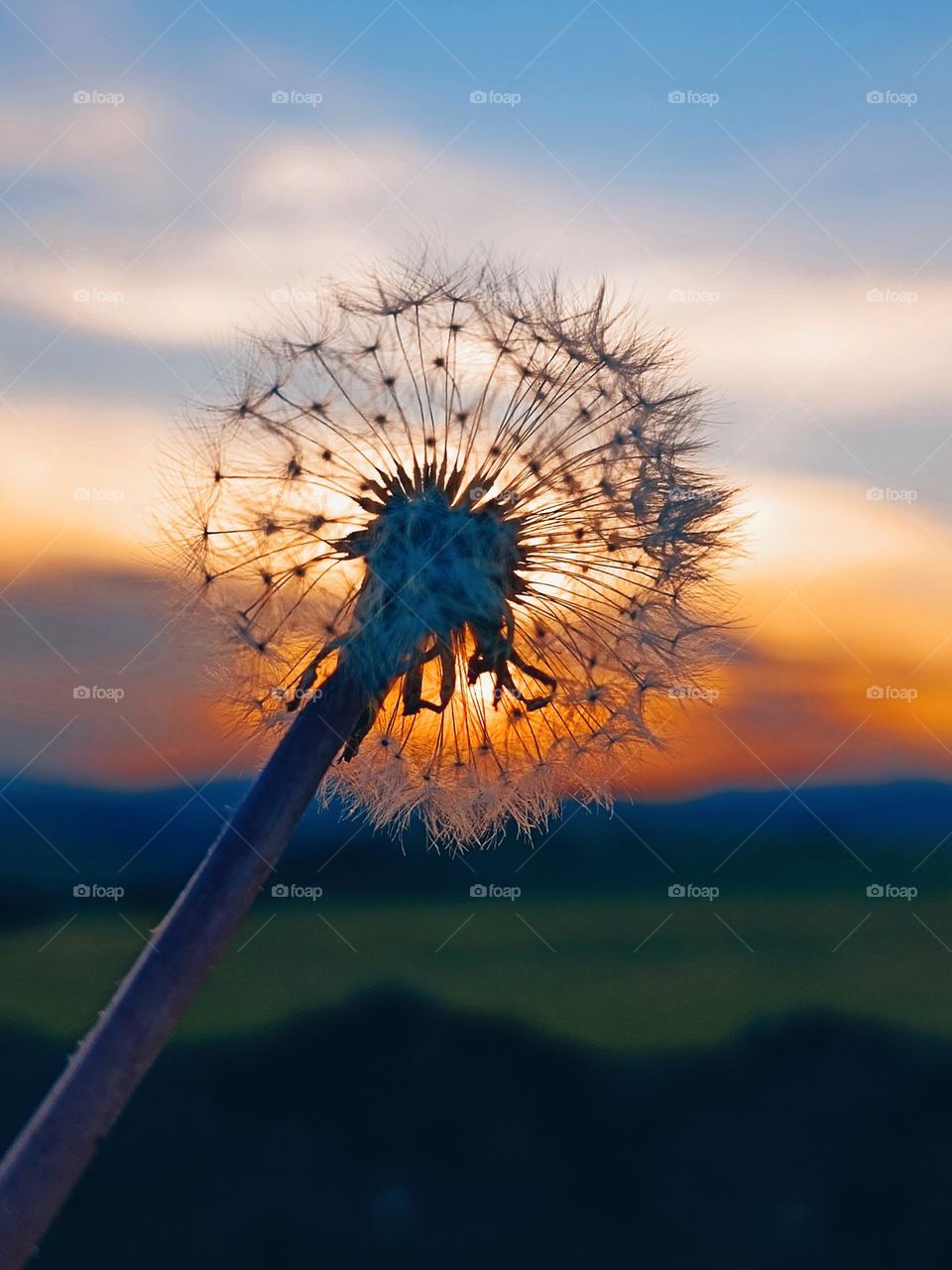 dandelion