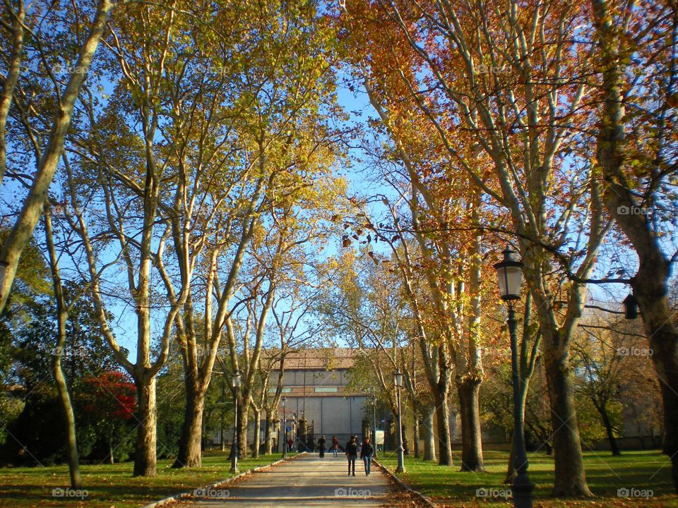 Trees in autumn at Parma city (Italy ).