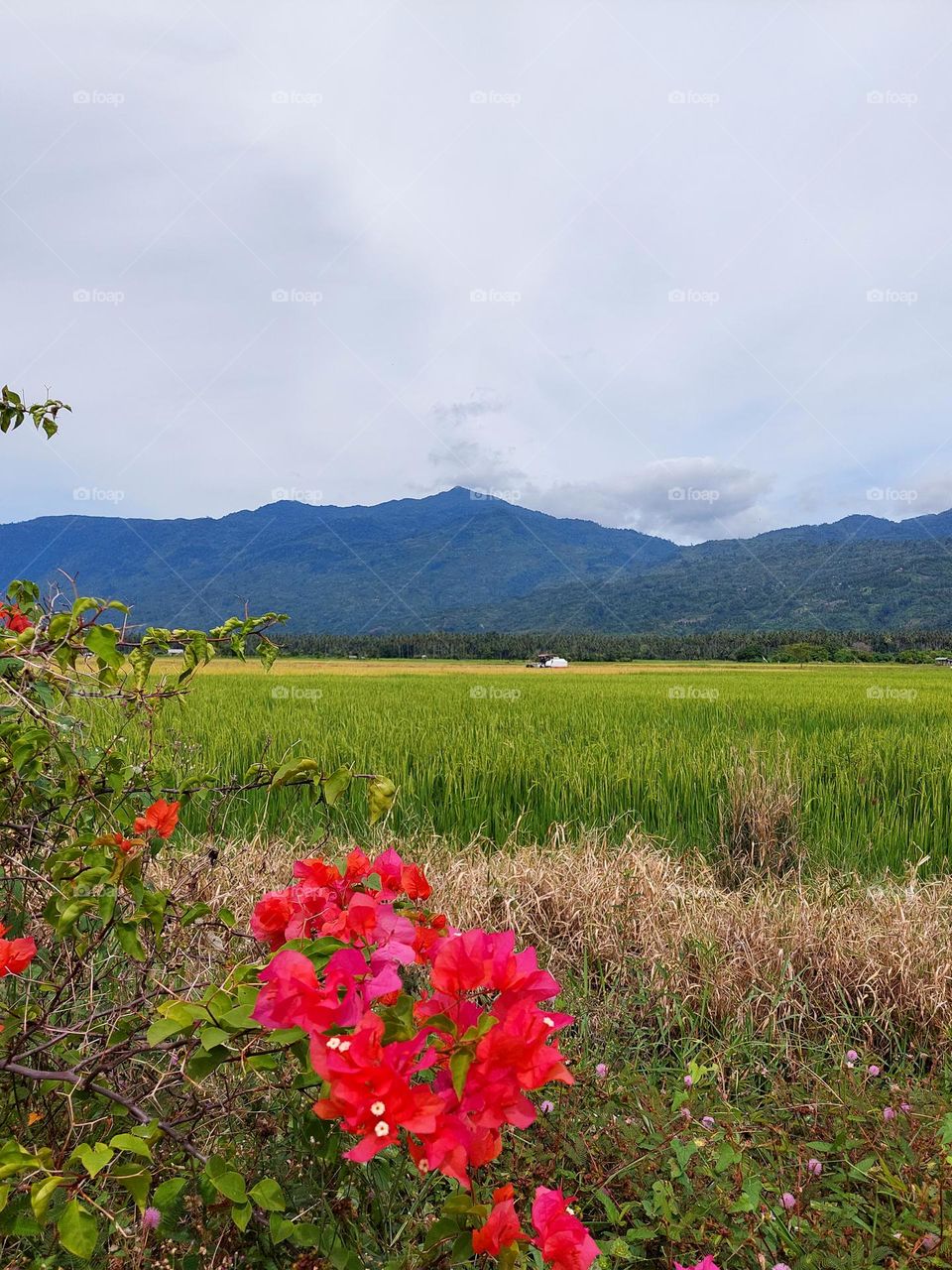 Rice fields in the village