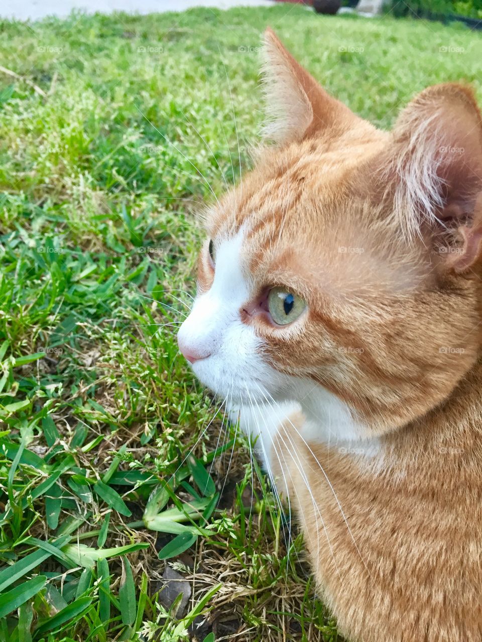 Close-up of a cat on grassy field