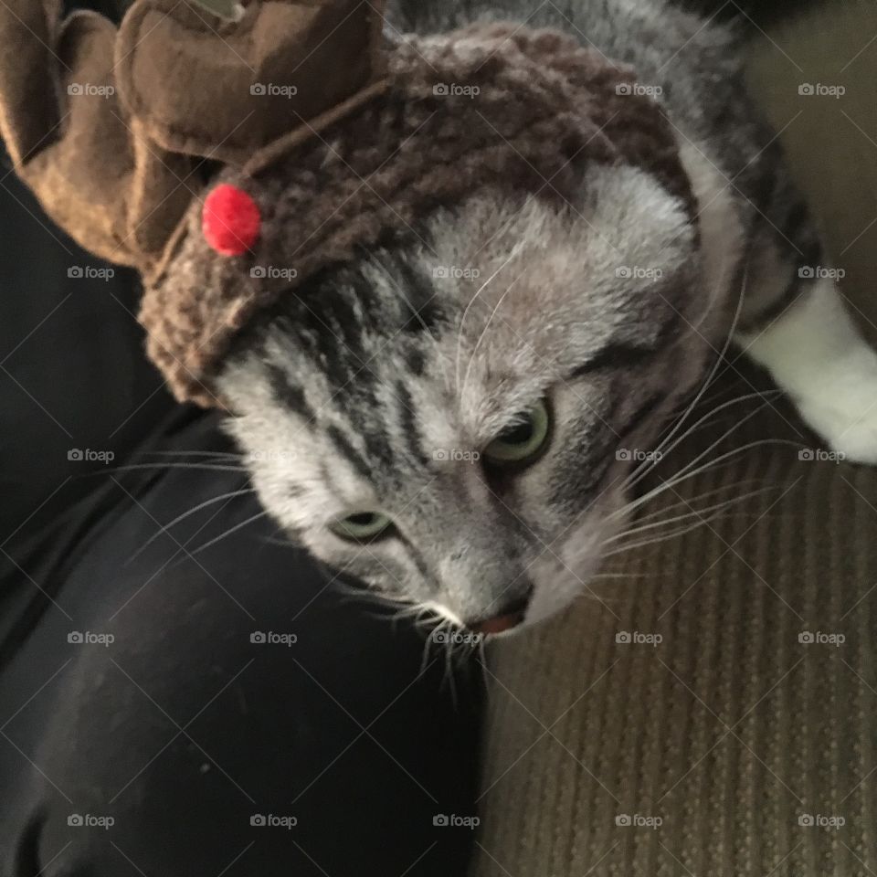 Christmas cat