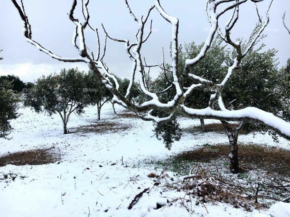 Snow in Salento 