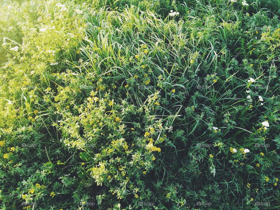 Green grass background. Grass texture. Processed with VSCO with f2 preset