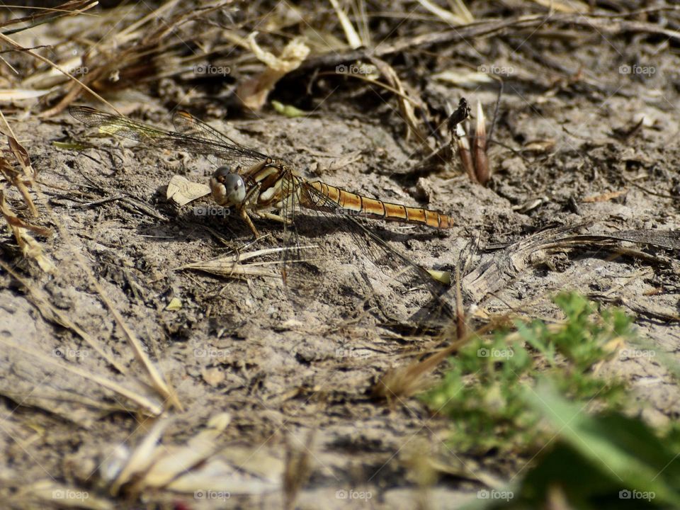 Dragonfly seen from the ground 