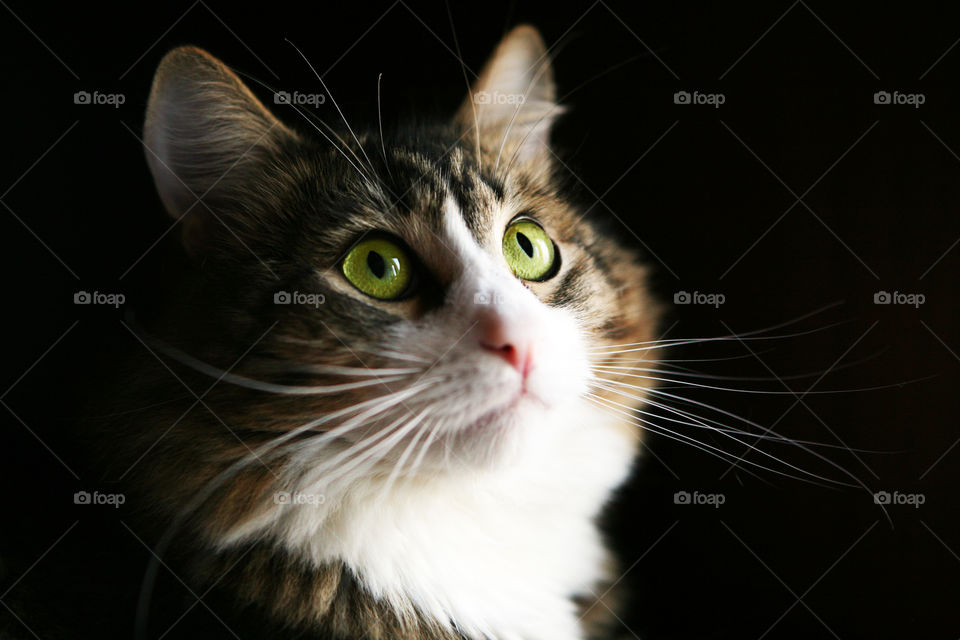 Cut cat with big persuasive eyes