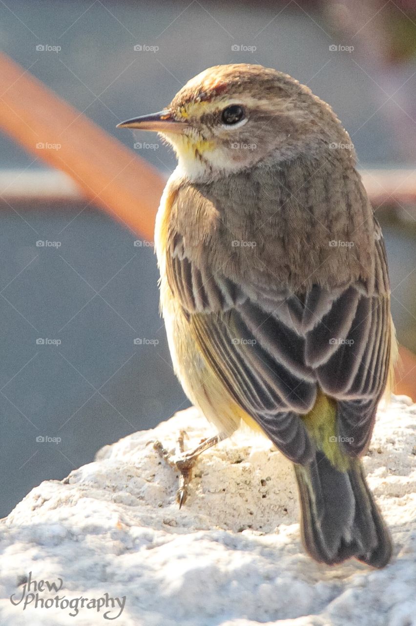 Yellow-rumped warbler