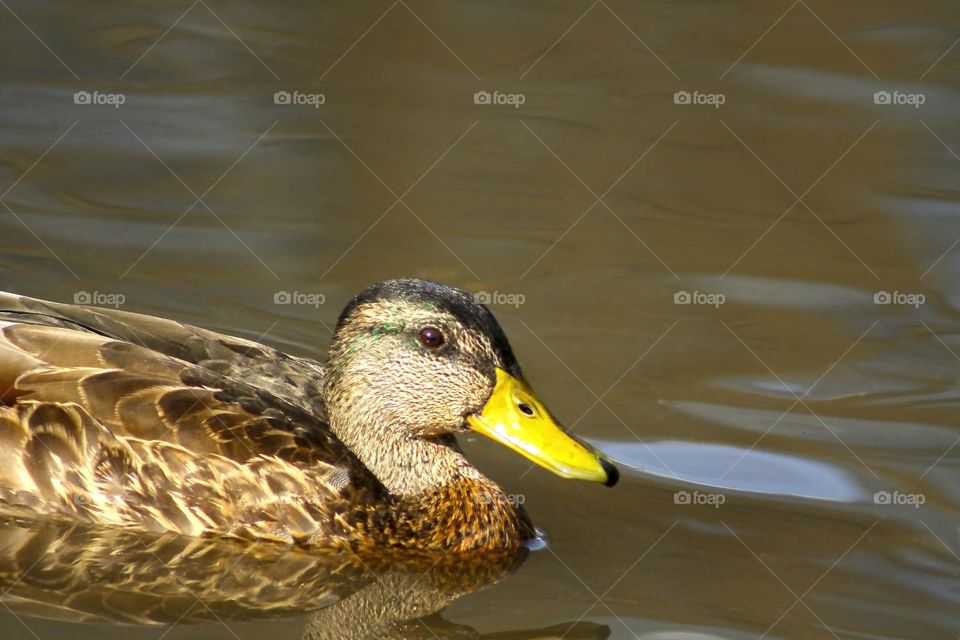 Duck