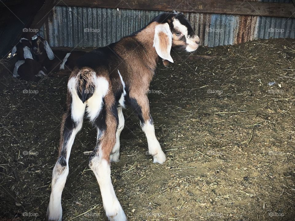 Baby Goat Butt