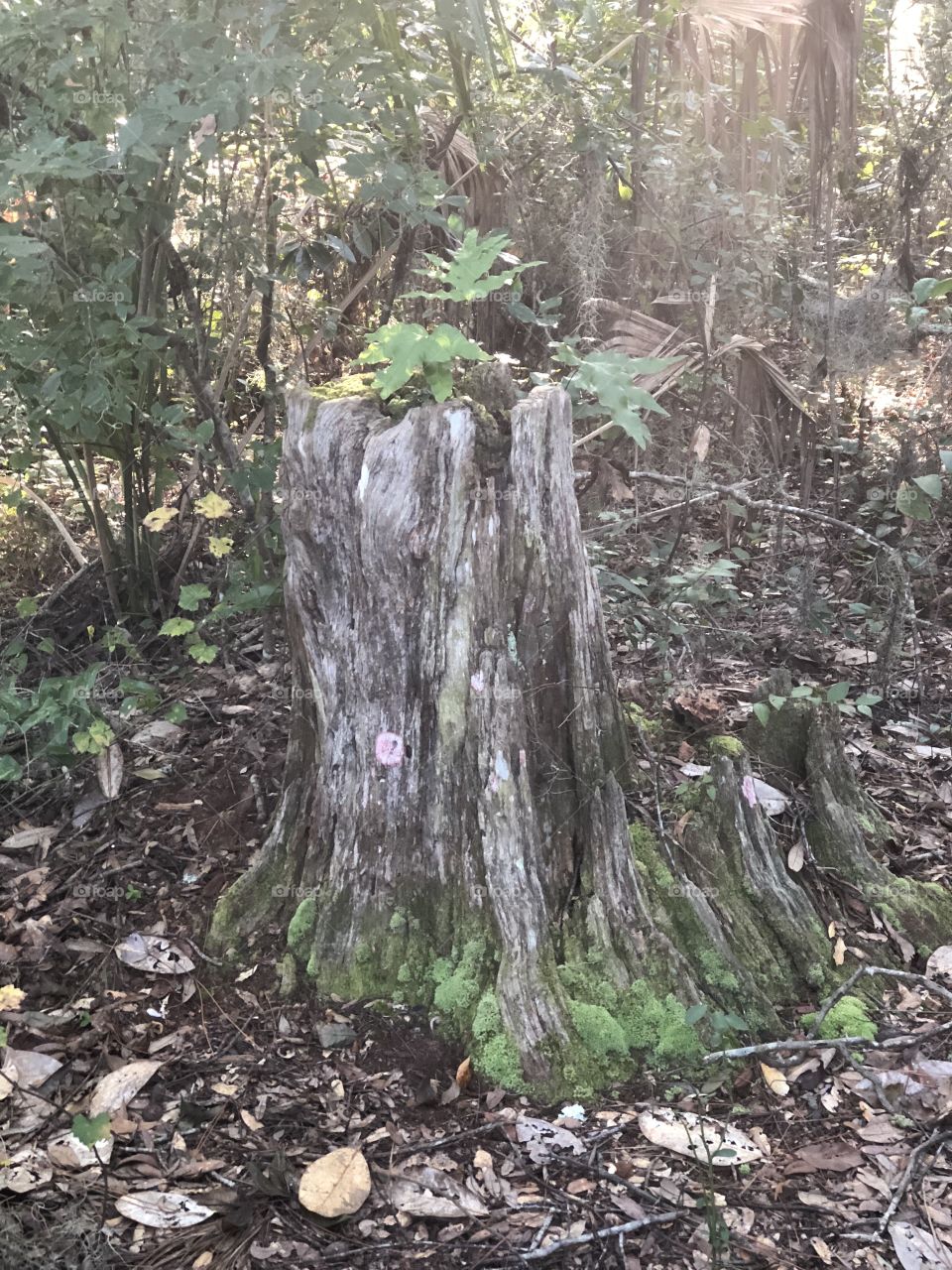 Stump on trail