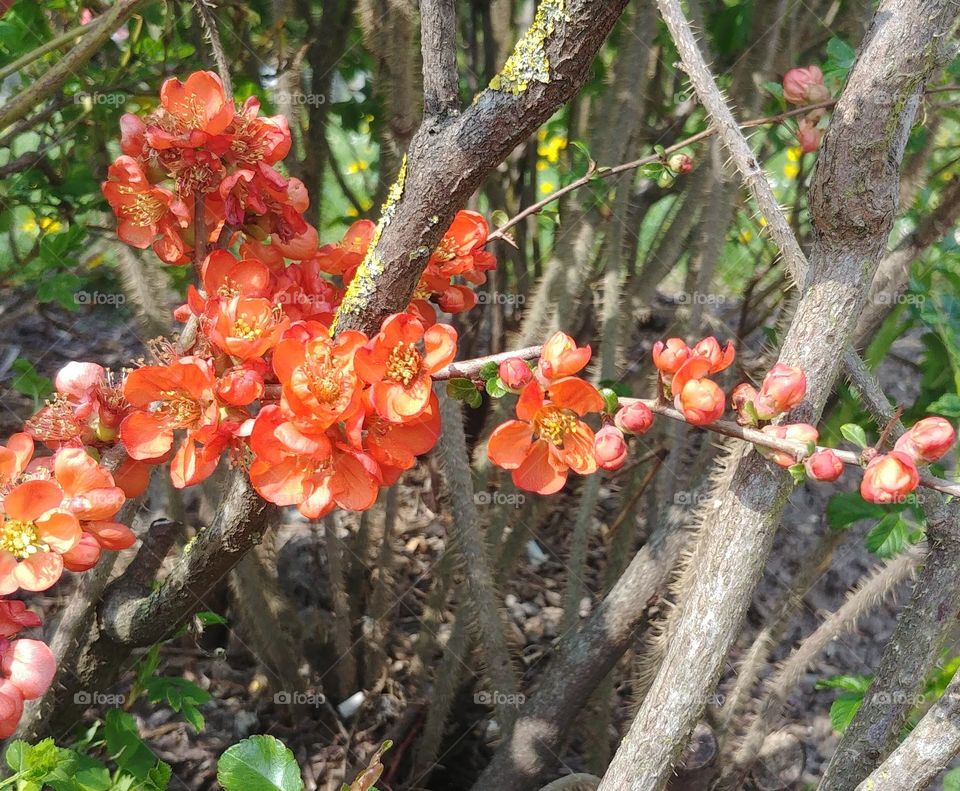 blume hecke blüten Frühling
