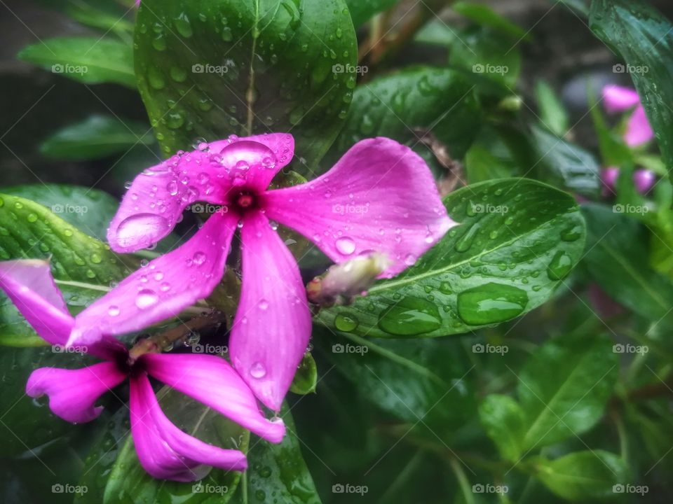 BEAUTIFUL Vinca FLOWER OR Periwinkle FLOWER WITH DEW DROPS IN MORNING . LOOKING BEAUTIFUL BACKGROUND AND WALLPAPER .