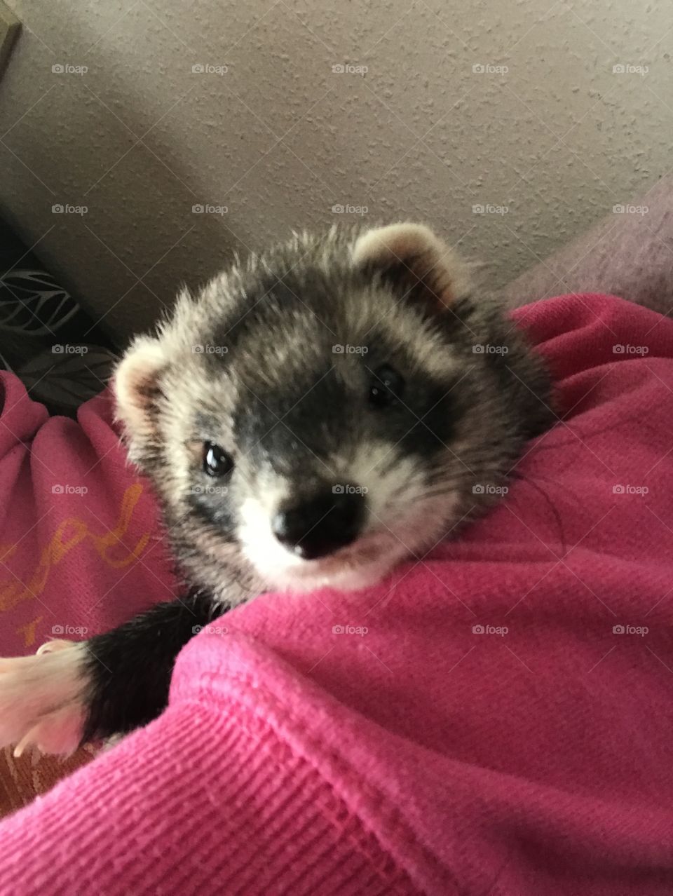 Ferret