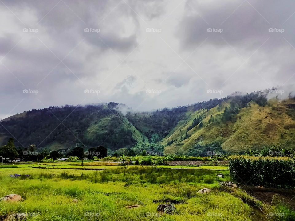 Grasslands and rice fields in the countryside in the caldera valley
resulting from the eruption of Mount Toba 74,000 thousand years ago, Indonesia