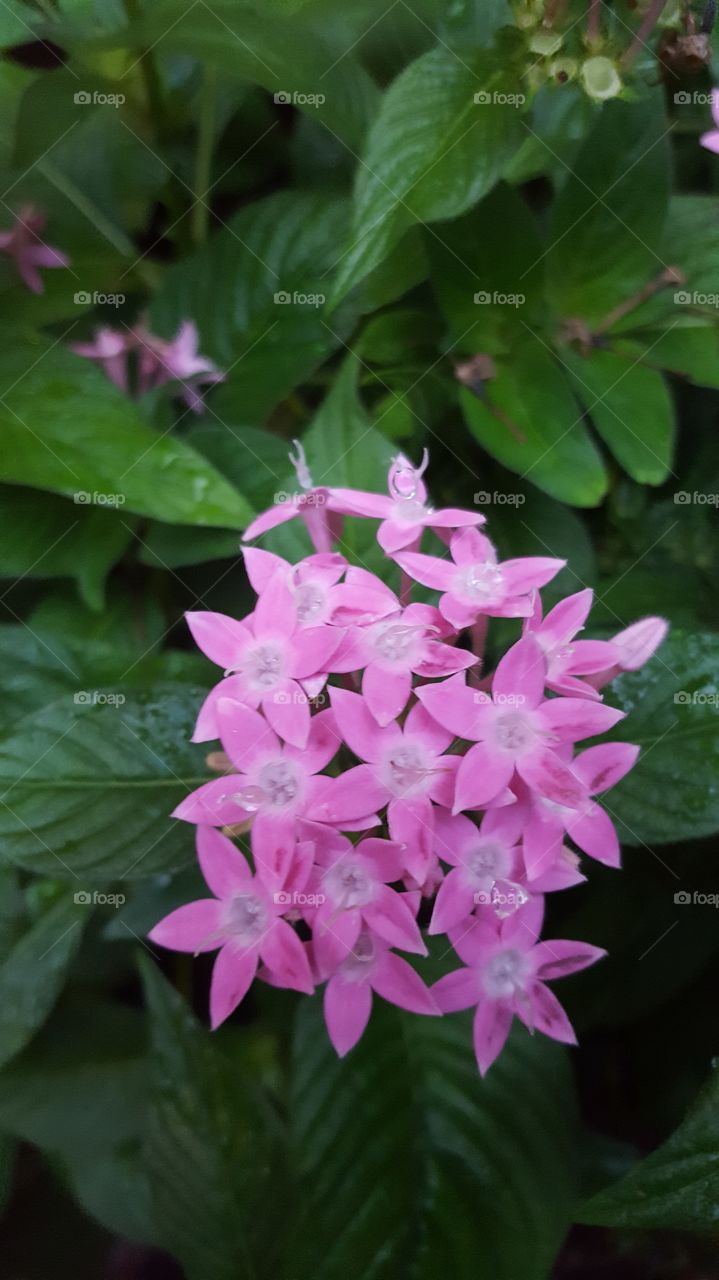 pink flowers with water