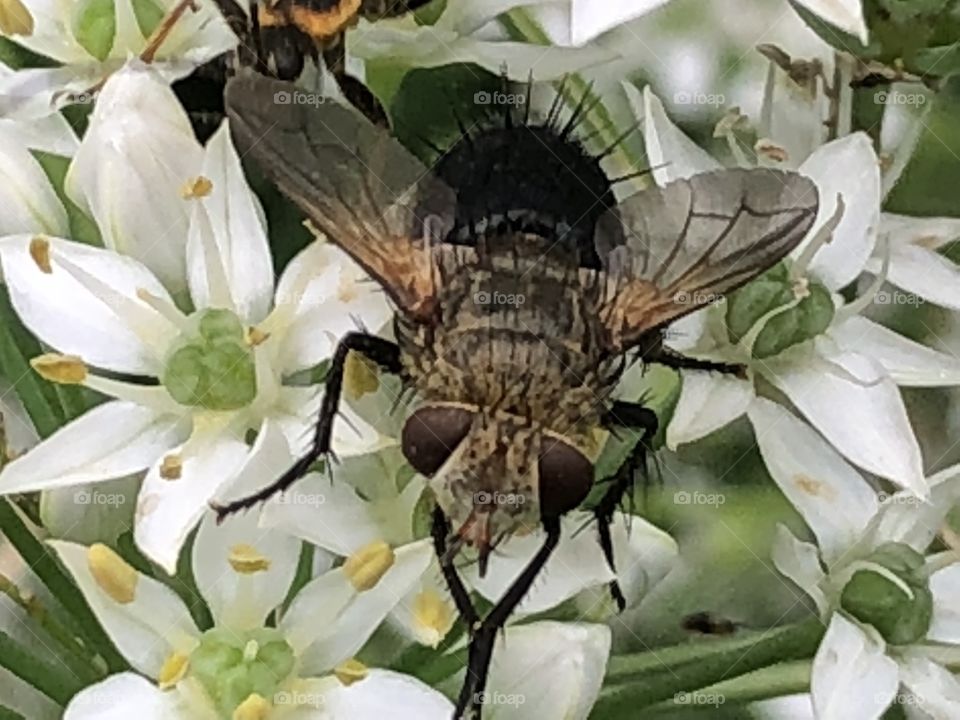 Close up of a horse fly. 