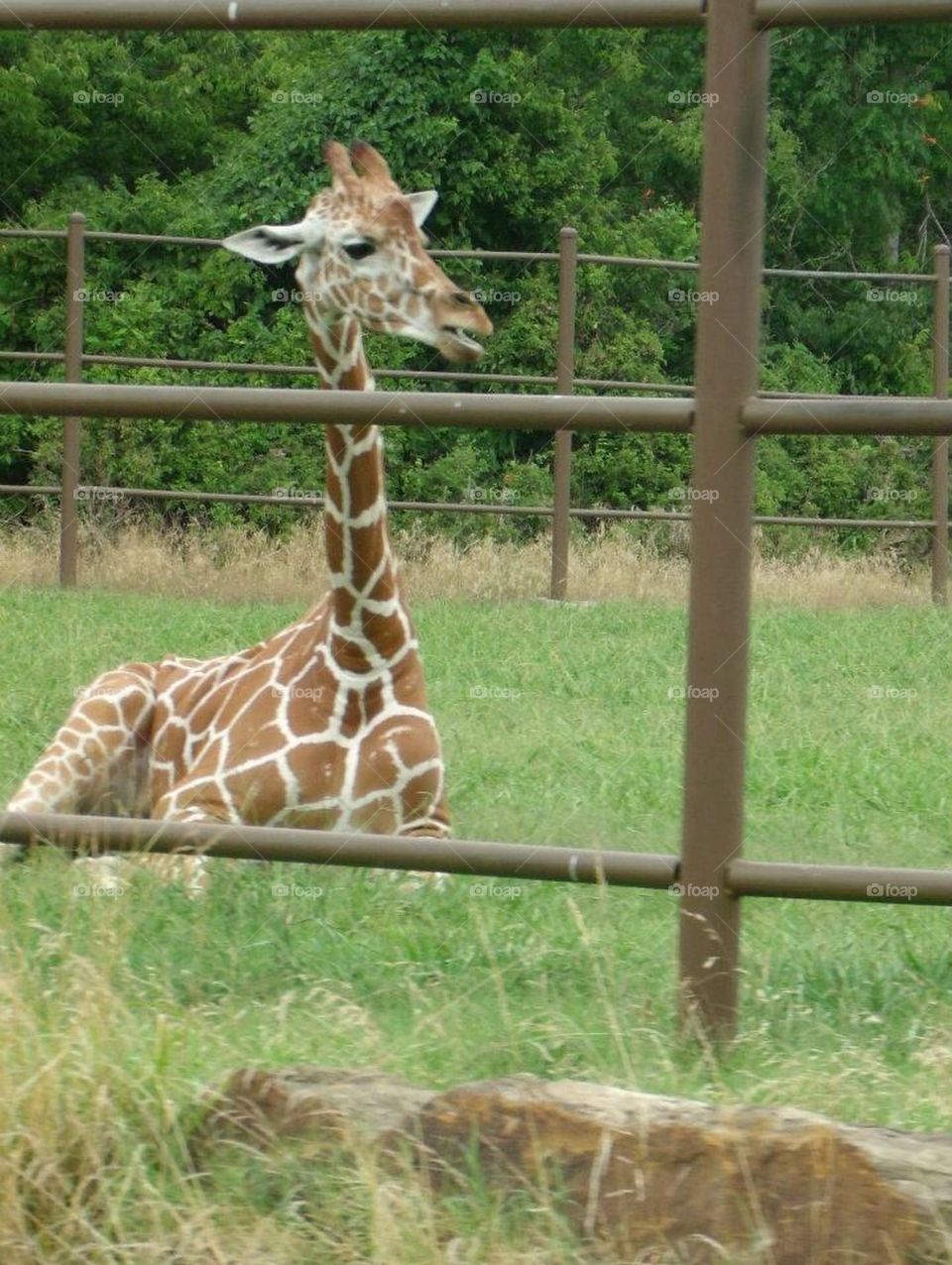 Sitting Giraffe 