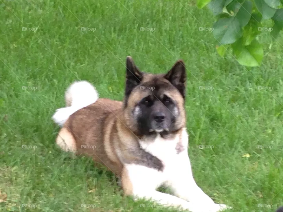 Akita
