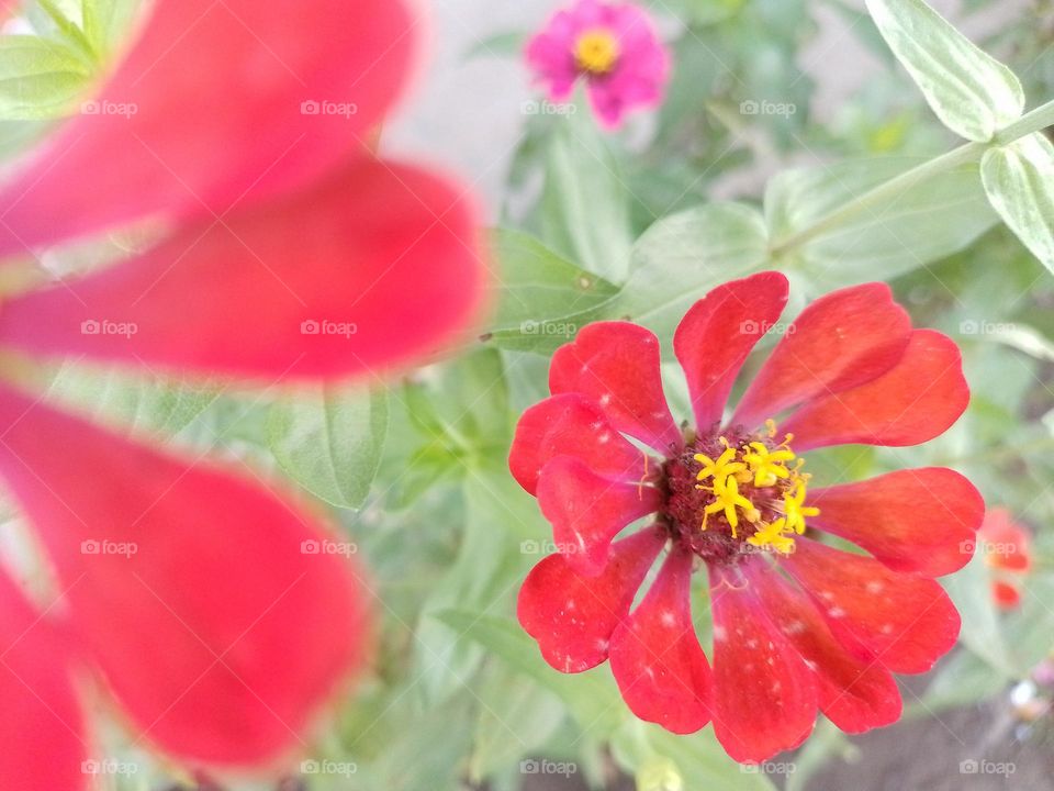 zinnia flower