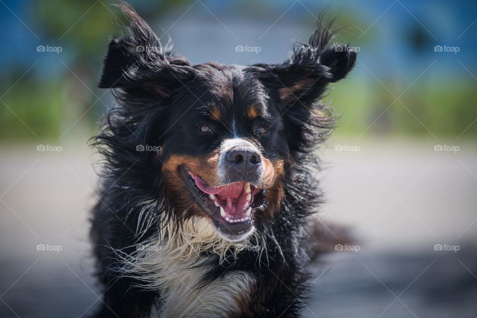 Dog bernese mountain