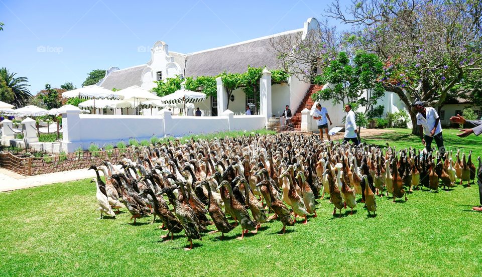 March of the ducks at Vergenoegd Wine Estate 