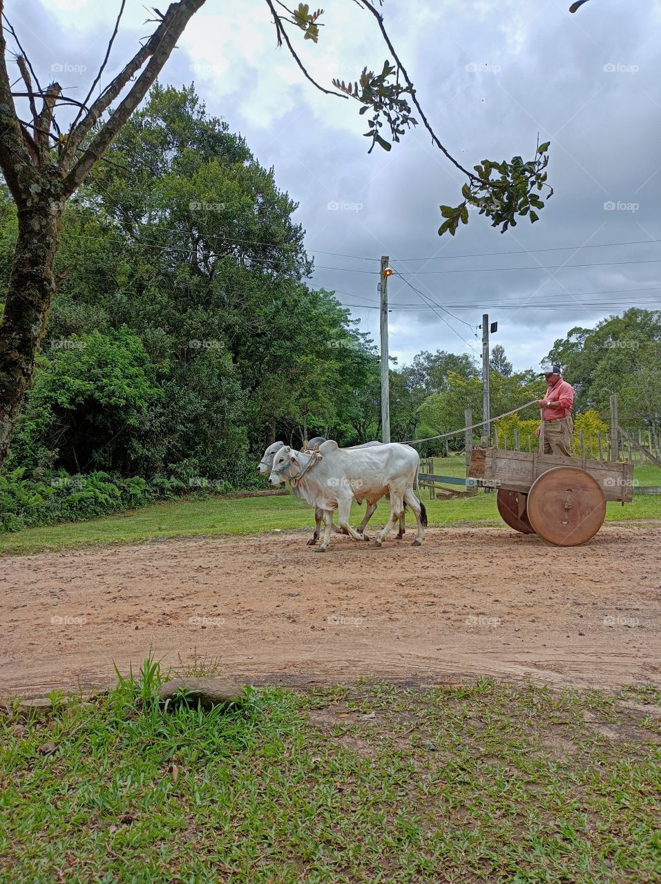 Rural man in the ox cart
